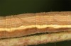 Euclidia mi: Larva (e.o. rearing, S-Germany, Kempter Wald, oviposition in 13. June 2021) [S]