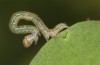 Euclidia mi: L1-larva (e.o. rearing, S-Germany, Kempter Wald, oviposition in 13. June 2021) [S]