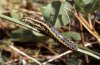 Discestra microdon: Raupe (Montafon)