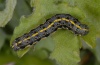 Orthosia miniosa: Larva (Provence, France 2011) [M]