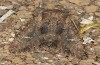 Mniotype occidentalis: Falter (e.l. Spanien, Almeria, Raupe Mitte November 2022) [S]