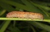 Mniotype occidentalis: Raupe (e.l. Spanien, Almeria, Raupe Mitte November 2022) [S]