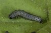 Euchalcia modestoides: Half-grown larva (e.l. eastern Swabian Alb) [S]
