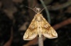 Polychrysia moneta: Adult (e.l. Southern Germany, Iller bei Memmingen 2012) [S]