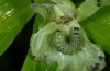 Polychrysia moneta: Young larva in the shelter of the preceding image [M]