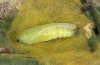 Polychrysia moneta: Pupa (e.l. Memmingen 2012) [S]