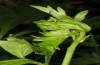 Polychrysia moneta: Larval shelter at Aconitum variegatum (river Iller near Memmingen, S-Germany, May 2013) [N]