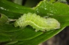 Polychrysia moneta: Raupe (e.l. Iller bei Memmingen 2012) [S]