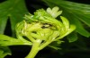 Polychrysia moneta: Shelter of a half-grown larva (Aichstetten near Leutkirch, May 2013) [N]