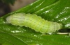 Polychrysia moneta: Raupe (e.l. Iller bei Memmingen 2012) [S]