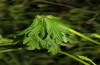 Polychrysia moneta: Shelter of an older larva: the leaf wilts because the larva gnows the basal leaf veins (river Iller near Memmingen, S-Germany, June 2013) [N]