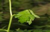 Polychrysia moneta: Shelter of an older larva: the leaf wilts because the larva gnows the basal leaf veins (river Iller near Memmingen, S-Germany, June 2013) [N]