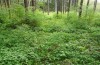 Polychrysia moneta: Habitat near river Iller (Memmingen, S-Germany, May 2013) [N]