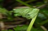 Polychrysia moneta: Gehäuse einer Jungraupe an Aconitum vulparia (Ostalb, Mai 2013) [N]