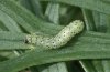 Polychrysia moneta: Halbwüchsige Raupe (Iller bei Memmingen) [M]