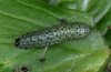 Polychrysia moneta: Half-grown larva [S]