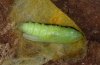 Polychrysia moneta: Pupa [S]