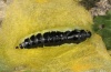 Polychrysia moneta: Pupa (e.l. Memmingen 2012) [S]