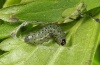 Polychrysia moneta: Half-grown larva (Southern Germany, Iller near Memmingen, 2012) [M]