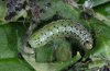 Polychrysia moneta: Larva in penultimate instar [S]