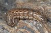 Chersotis multangula: Larva [S]