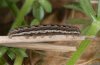Chersotis multangula: Half-grown larva (Valais, April 2009) [M]