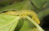 Hypena munitalis: Larva (Greece, Samos Island, Mount Kerkis, late June 2016) [M]