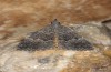Hypena munitalis: Adult (e.l. rearing, Greece, Samos Island, Mount Kerkis, larva in late June 2016) [S]