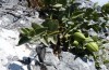 Hypena munitalis: Larval habitat with larva (Greece, Samos Island, Mount Kerkis, late June 2016) [N]
