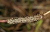 Leucochlaena muscosa: Raupe (e.l. Zypern, Paphos Forest, Ende Februar 2017) [S]