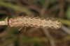 Leucochlaena muscosa: Larva (e.l. rearing, Cyprus, Paphos forest, late February 2017) [S]