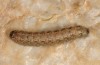 Leucochlaena muscosa: Larva (e.l. rearing, Cyprus, Paphos forest, late February 2017) [S]