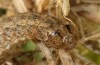 Leucochlaena muscosa: Larva (e.l. rearing, Cyprus, Paphos forest, late February 2017) [S]