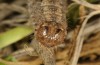 Leucochlaena muscosa: Larva (e.l. rearing, Cyprus, Paphos forest, late February 2017) [S]
