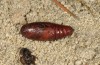 Leucochlaena muscosa: Pupa (e.l. rearing, Cyprus, Paphos forest, larva in late February 2017) [S]