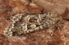 Leucochlaena muscosa: Adult (e.l. rearing, Cyprus, Paphos forest, larva in late February 2017) [S]