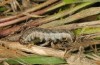 Leucochlaena muscosa: Halbwüchsige Raupe (Zypern, Paphos Forest, Ende Februar 2017) [M]