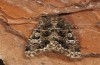 Leucochlaena muscosa: Adult (e.l. rearing, Cyprus, Paphos forest, larva in late February 2017) [S]