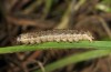 Leucochlaena muscosa: Half-grown larva (Cyprus, Paphos forest, late February 2017) [M]