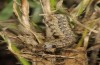 Leucochlaena muscosa: Halbwüchsige Raupe (Zypern, Paphos Forest, Ende Februar 2017) [M]