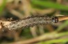 Leucochlaena muscosa: Halbwüchsige Raupe (Zypern, Paphos Forest, Ende Februar 2017) [M]