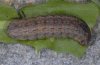 Albocosta musiva: Half-grown larva (Valais) [M]