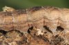 Xylocampa mustapha: Larva (Greece, Samos Island, May 2017) [S]