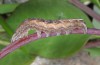 Xylocampa mustapha: Larva (Samos, Karvouni, May 2014) [S]