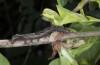 Xylocampa mustapha: Larva (Samos, Karvouni N-side, May 2014) [M]