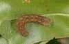 Polia nebulosa: Young larva in autumn [M]