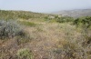Hadena nevadae: Habitat in the Sierra Nevada in Spain (late June 2008) [N]