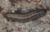 Euxoa nigricans: Larva [S]
