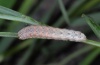 Noctua noacki: Half-grown larva (La Palma, December 2012) [M]