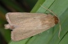Sesamia nonagrioides: Männchen (e.p. La Gomera 2013) [S]